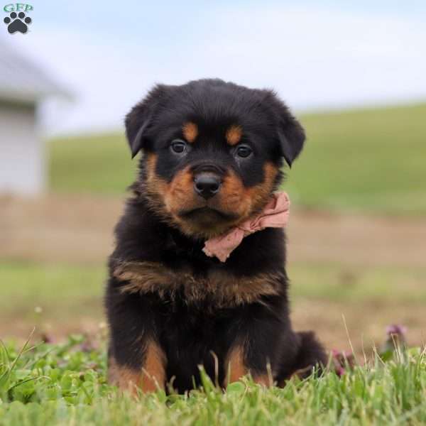 Rose, Rottweiler Puppy